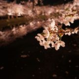弘前さくらまつり2019の外堀と桜