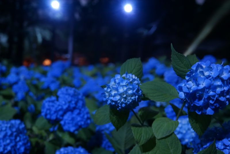 【2019】北浦雲昌寺の夜間ライトアップで夜のあじさい堪能してきました（秋田県男鹿市）